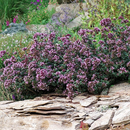 Rotkugel Ornamental Oregano
