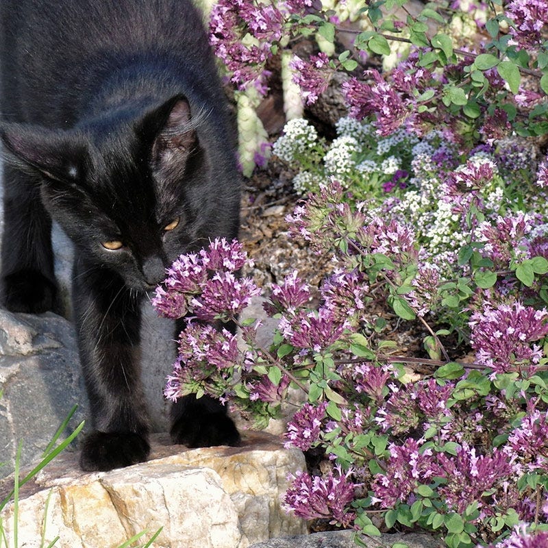 Rotkugel Ornamental Oregano - Thumbnail 5