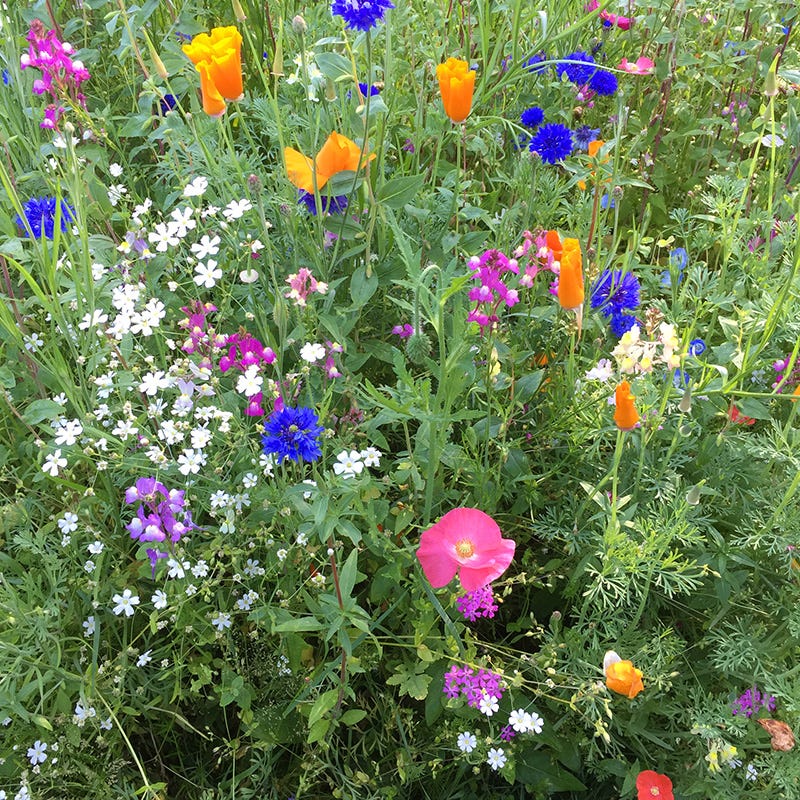 Pacific Northwest Wildflower Seed Mix