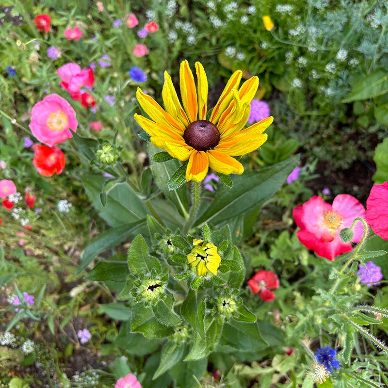 Pacific Northwest Wildflower Seed Mix