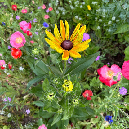 Pacific Northwest Wildflower Seed Mix