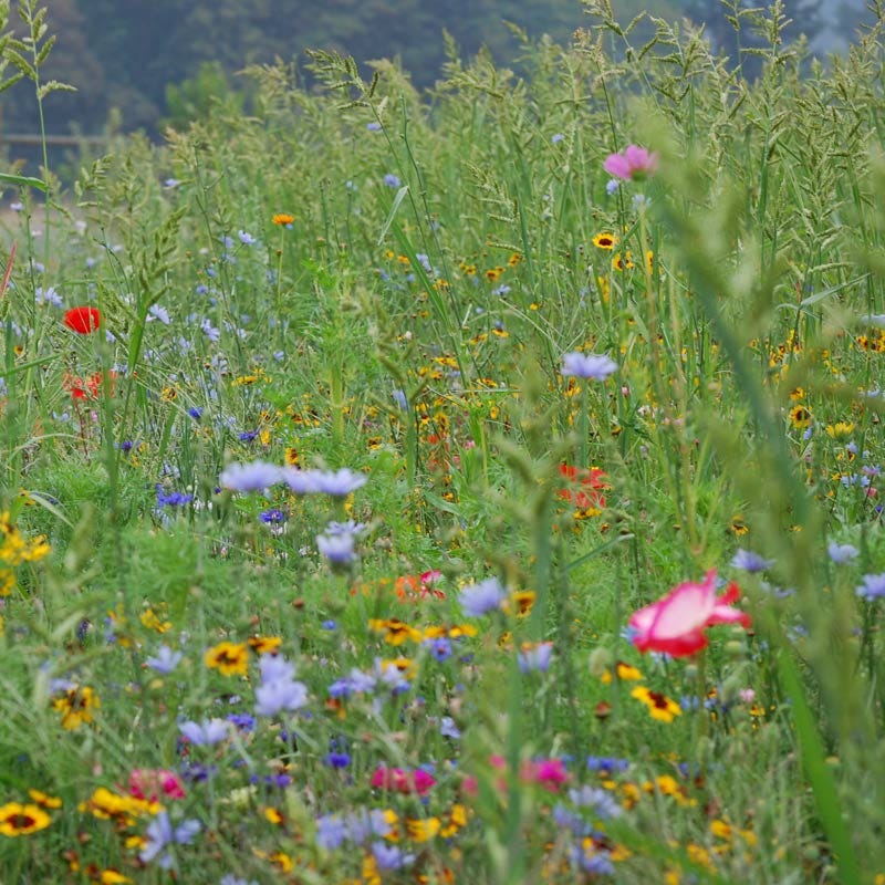 native pacific northwest wildflower seed mix Pacific Northwest Wildflower Seed Mix