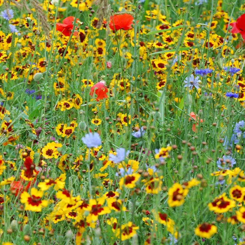 garden state parkway wildflower seeds Pacific Northwest Wildflower Seed Mix