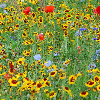Pacific Northwest Wildflower Seed Mix