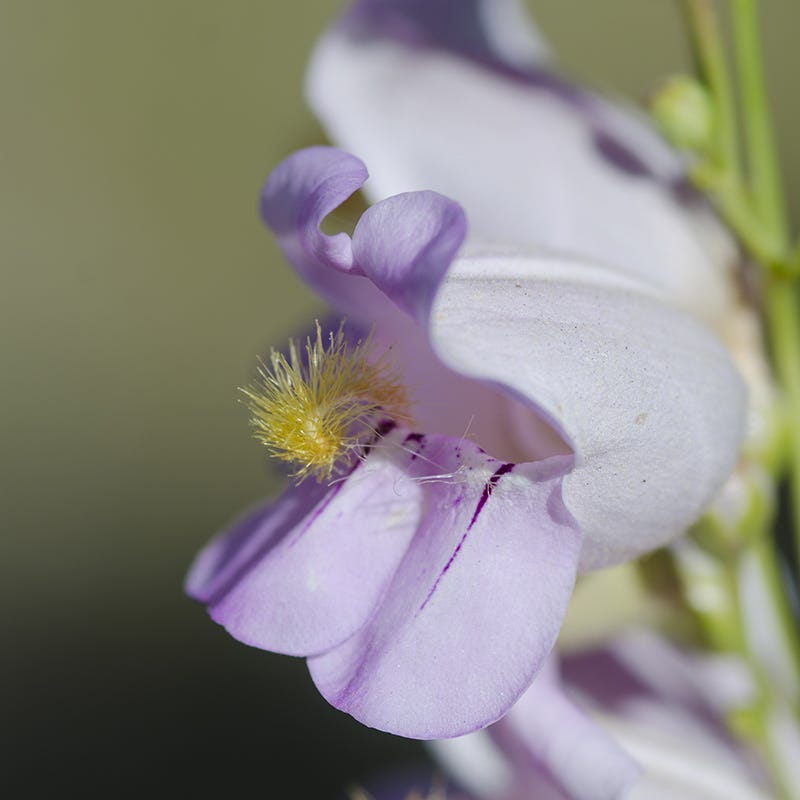 palmer plants Palmer's Penstemon, Penstmon palmeri, Beardtongue