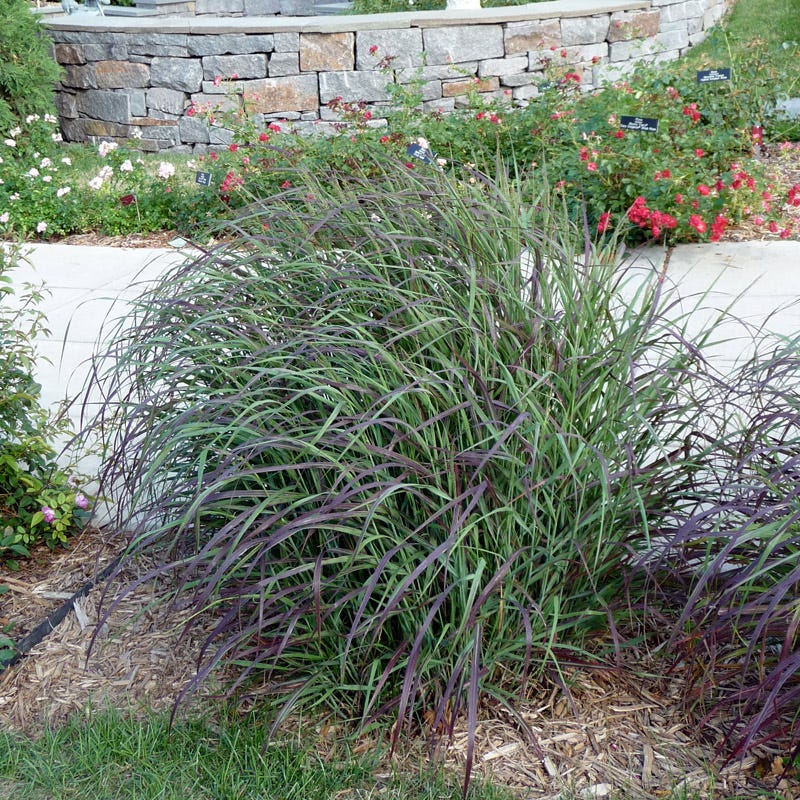 Ruby Ribbons® Prairie Switchgrass