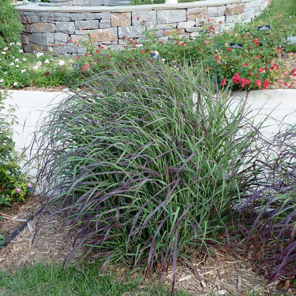 Ruby Ribbons® Prairie Switchgrass