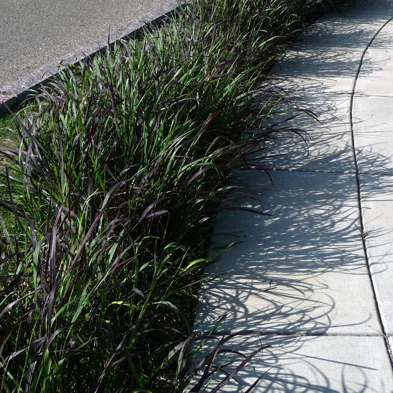 Ruby Ribbons Switch Grass, Panicum virgatum | High Country Gardens