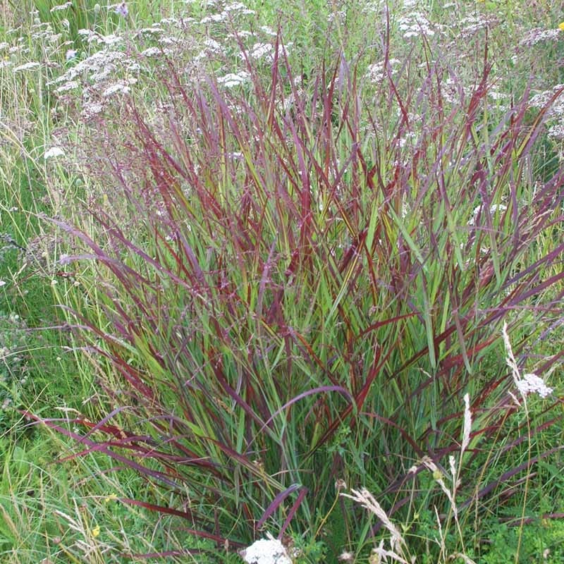 Shenandoah Switch Grass