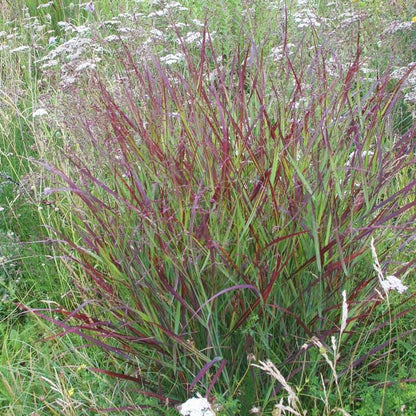 Shenandoah Switch Grass