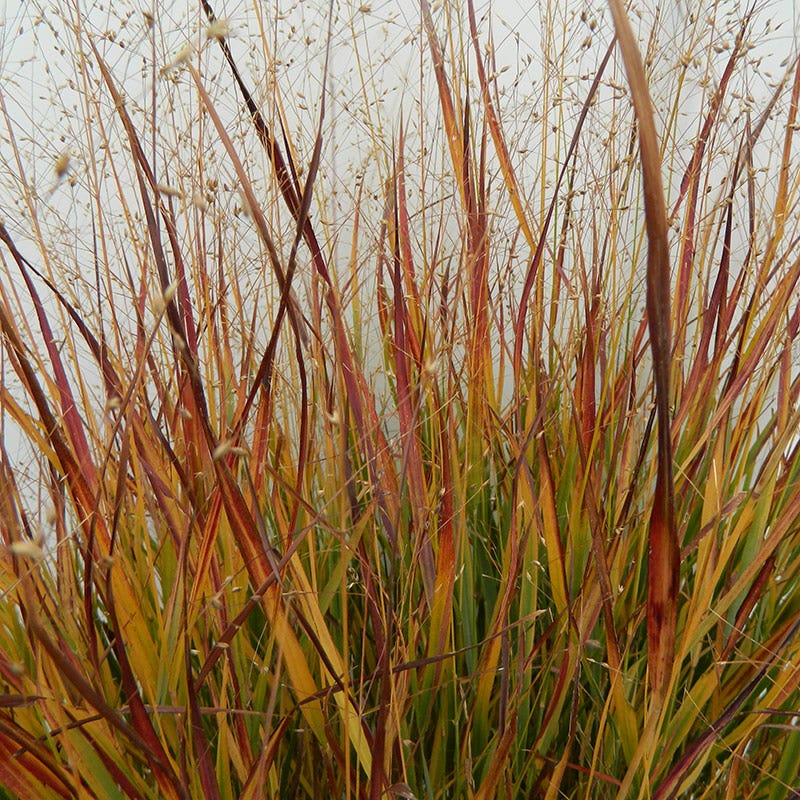 Ruby Ribbons® Prairie Switchgrass
