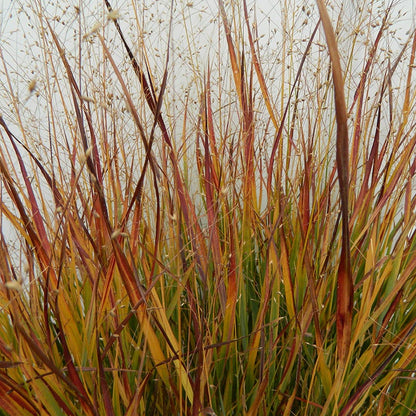 Ruby Ribbons® Prairie Switchgrass