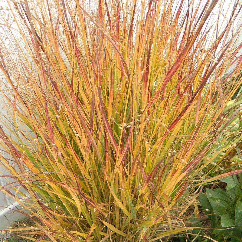 Ruby Ribbons® Prairie Switchgrass