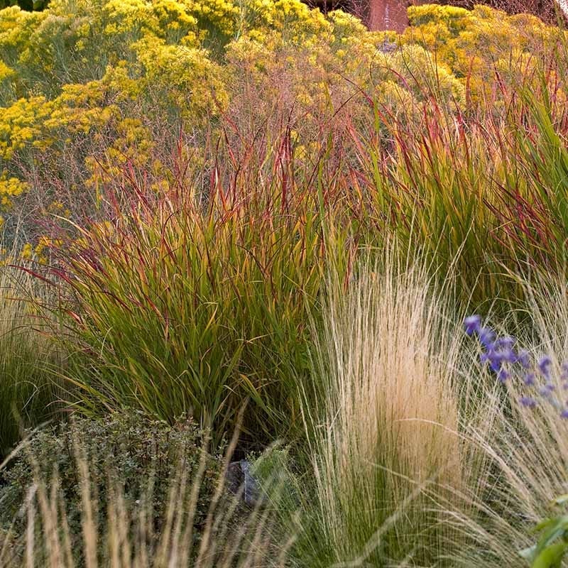 Ruby Ribbons Switch Grass, Panicum virgatum | High Country Gardens