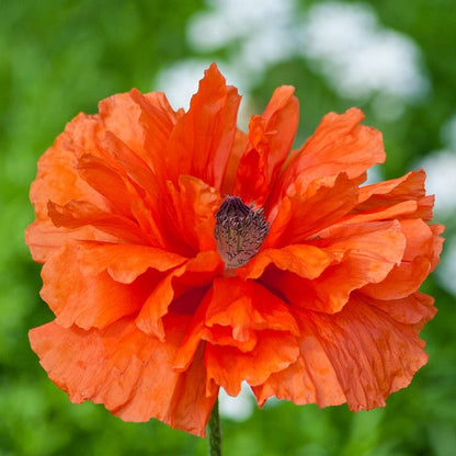 Double Red Shades Oriental Poppy