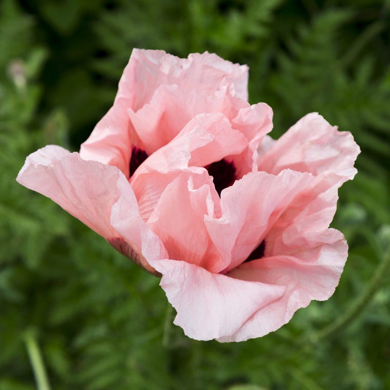 Coral Reef Oriental Poppy