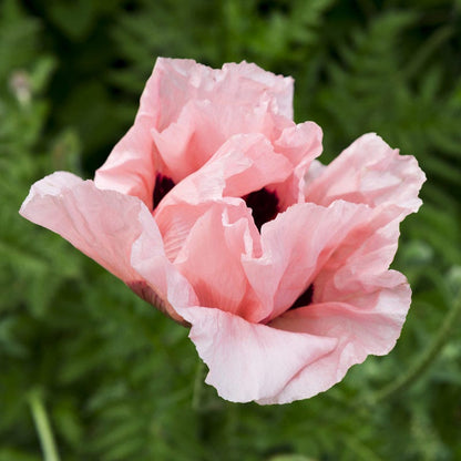 Coral Reef Oriental Poppy
