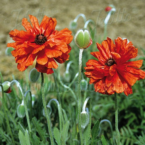 Papaver orientale Double Red Shades