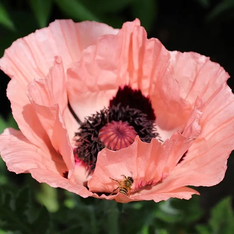 Princess Louise Oriental Poppy - Thumbnail 3