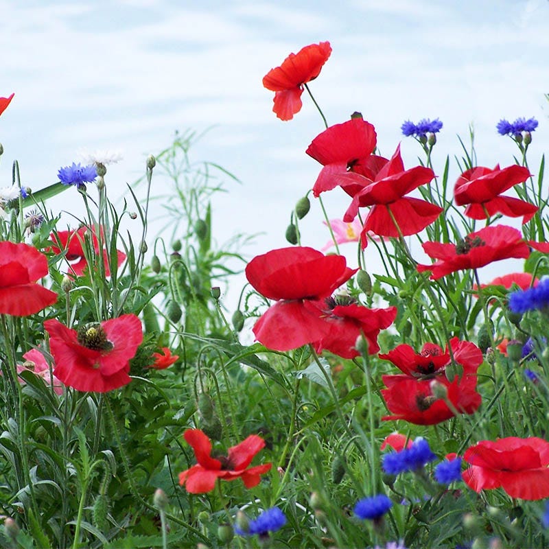 Bulk Red Corn Poppy Seeds