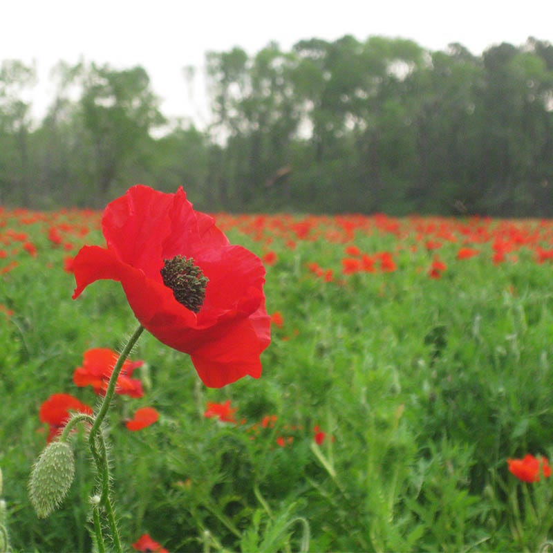 poppy seeds for garden Bulk Red Corn Poppy Seeds