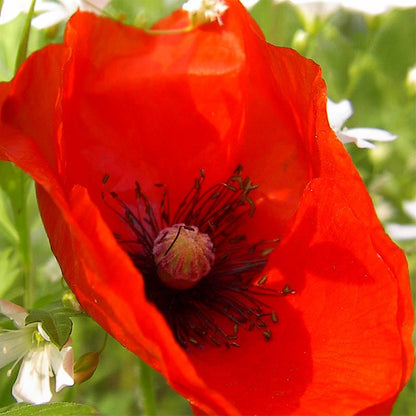 planting poppy seeds in colorado Red Poppy Seeds, Papaver rhoeas