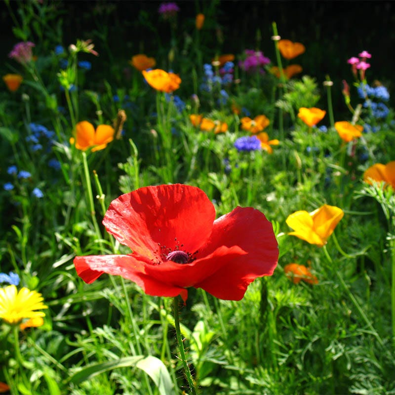 planting poppy seeds in colorado Red Poppy Seeds, Papaver rhoeas