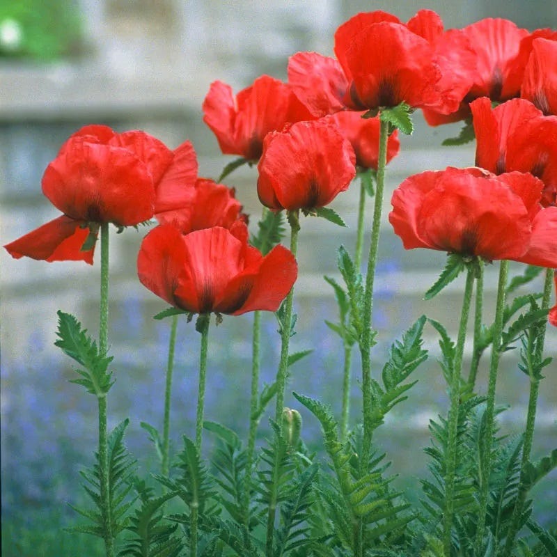 High Country Gardens Beauty of Livermere Oriental Poppy - Thumbnail 3