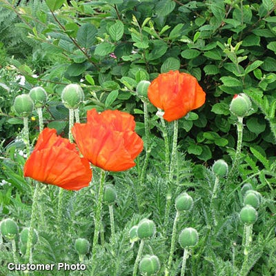 Oriental Poppy Seeds (Papaver)