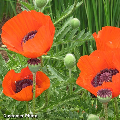 Oriental Poppy Seeds (Papaver)