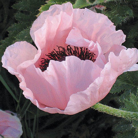 Coral Reef Oriental Poppy - Thumbnail 3