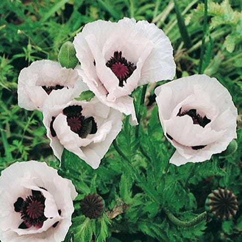 Royal Wedding Oriental Poppy