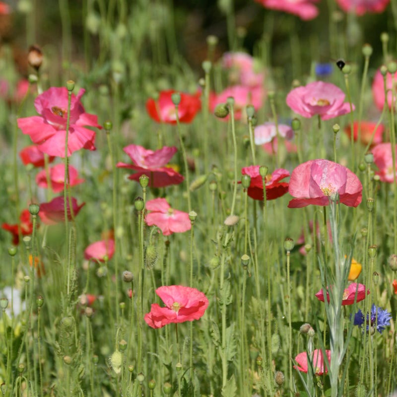 Butterfly and Hummingbird Wildflower Seed Mix