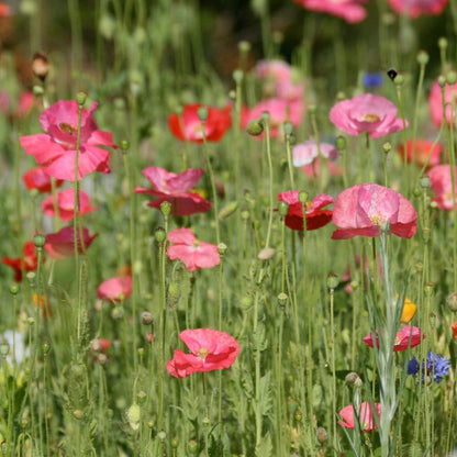 Butterfly and Hummingbird Wildflower Seed Mix