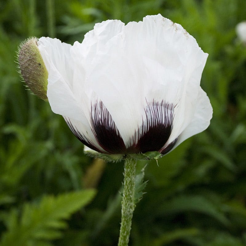 Royal Wedding Oriental Poppy
