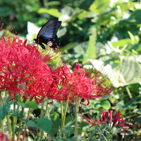 spider lily price Red Spider Lily Bulbs, Lycoris radiata Bulbs