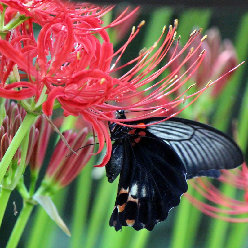 do deer eat spider lilies Red Spider Lily Bulbs, Lycoris radiata Bulbs