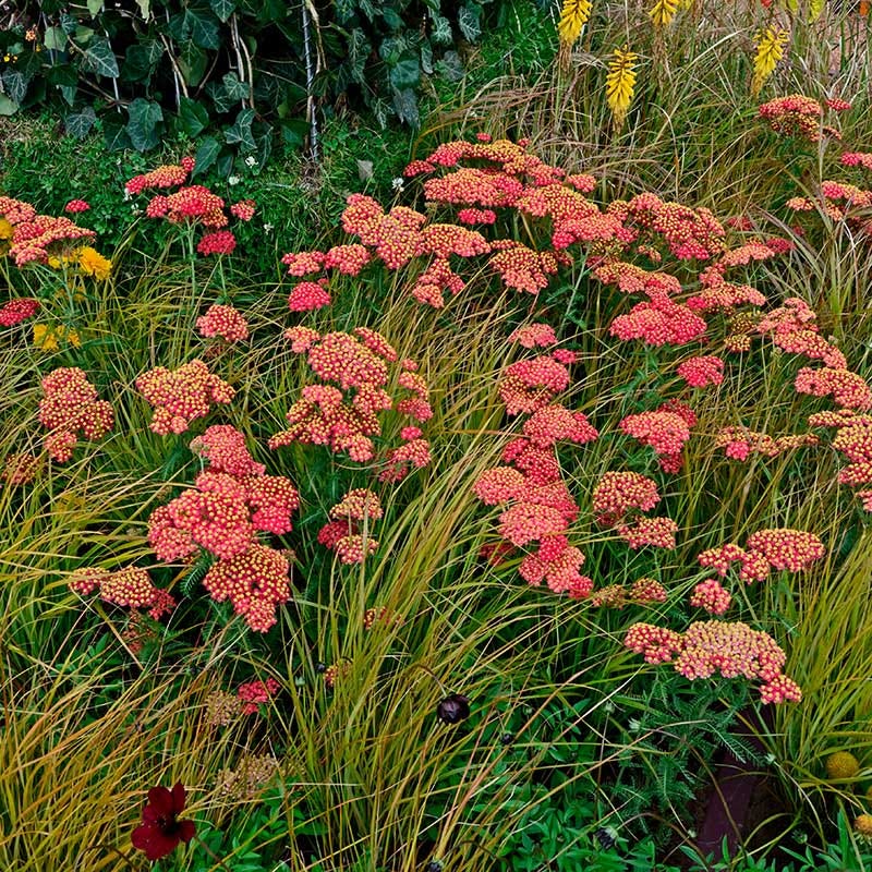 paprika in water for house plants Paprika Yarrow, Achillea
