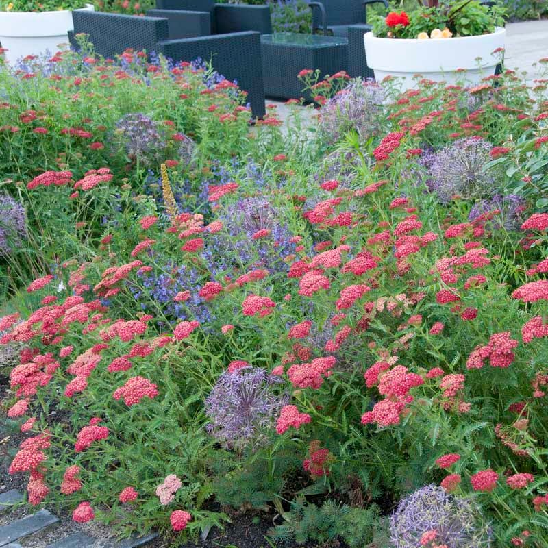 paprika in water for house plants Paprika Yarrow, Achillea