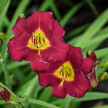 Pardon Me Reblooming Daylily