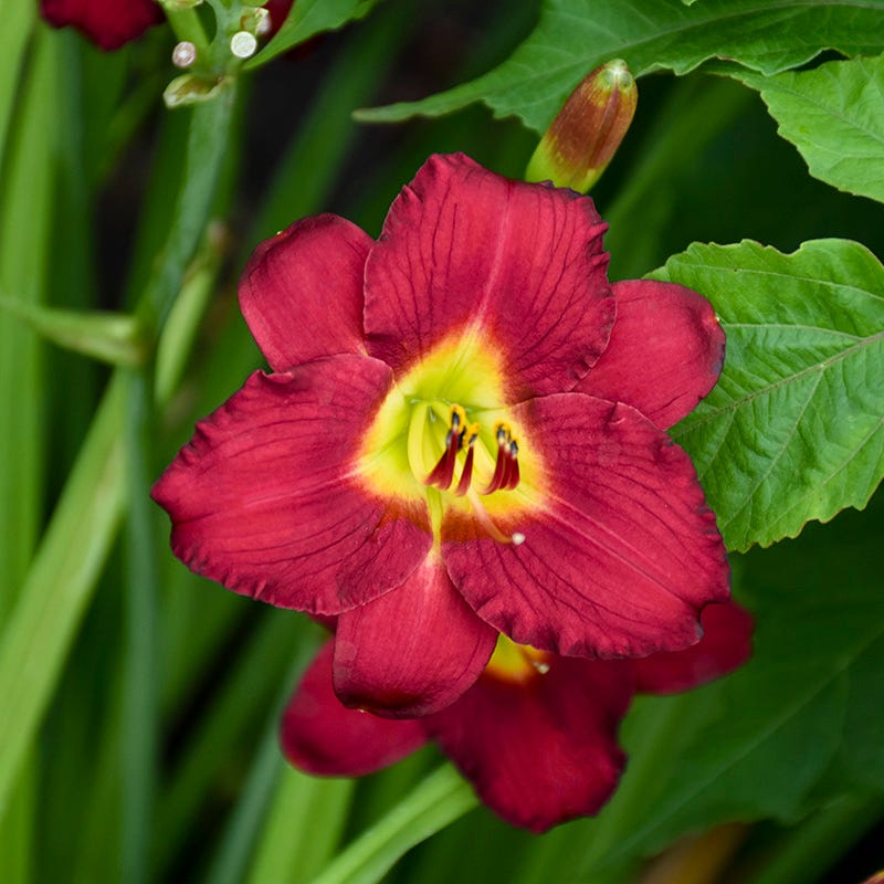 Pardon Me Reblooming Daylily