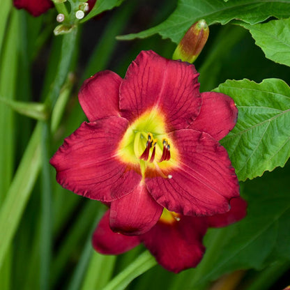 Pardon Me Reblooming Daylily