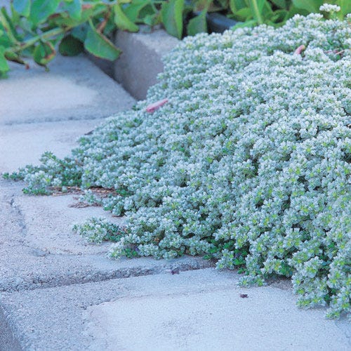 High Country Gardens Paronychia