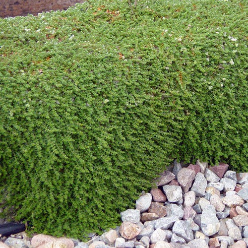 High Country Gardens Paronychia - Thumbnail 2