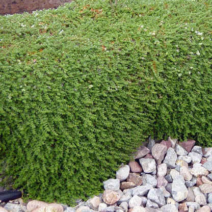 Paronychia (Silver Nailwort)