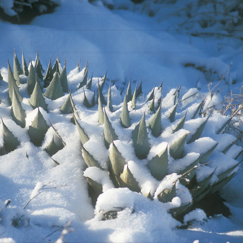 Agave parryi, Parry's Century Plant, Flagstaff form | High Country