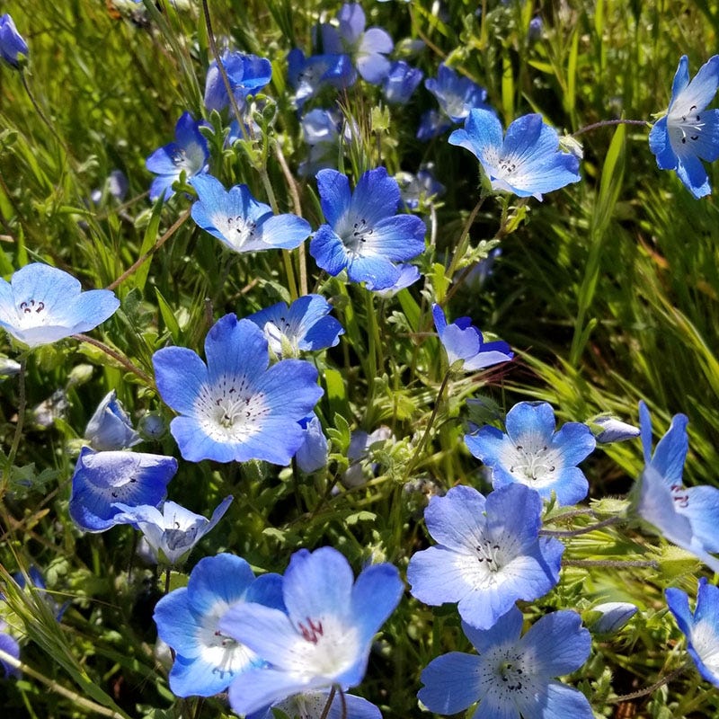 shade tolerant flower seeds Native Partial Shade Wildflower Seed Mix