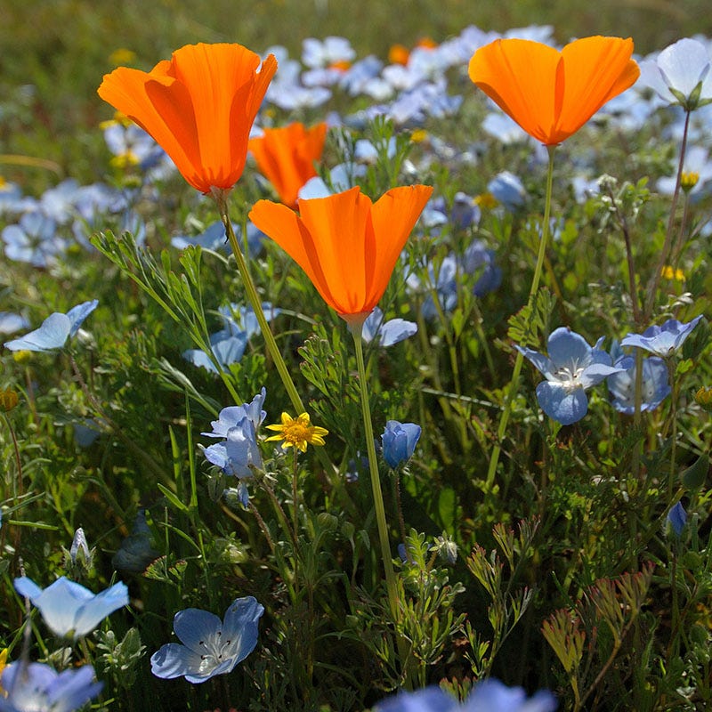 Native Partial Shade Wildflower Seed Mix