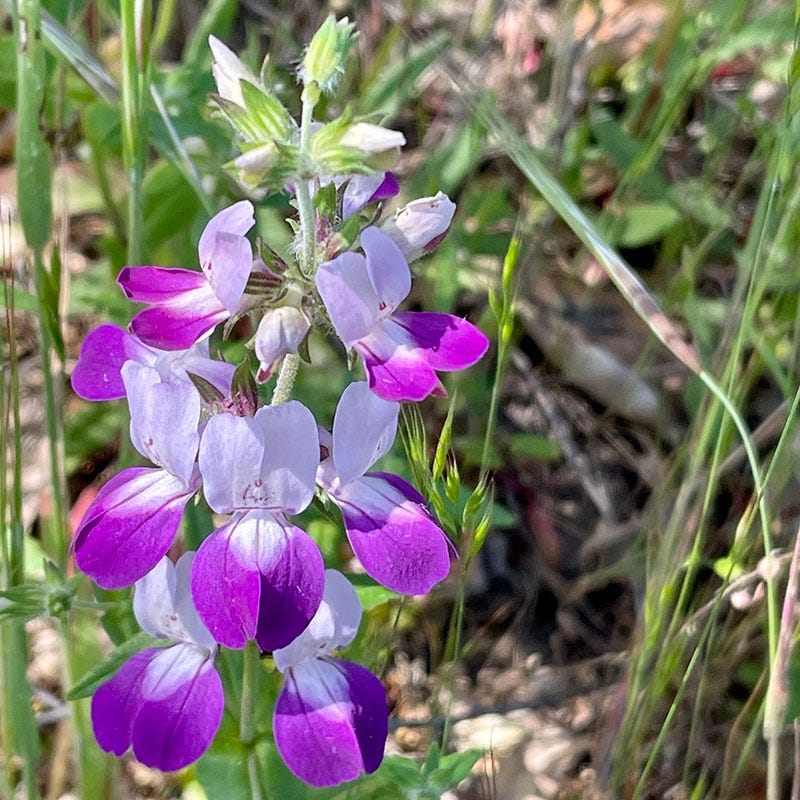 native north carolina wildflower seeds Native Partial Shade Wildflower Seed Mix
