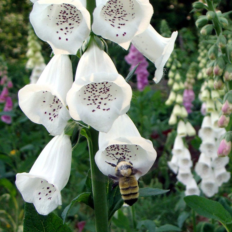wildflower seed mix for shade Partial Shade Wildflower Seed Mix